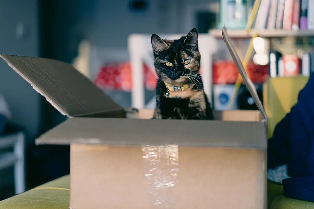 Moving day can stress pets