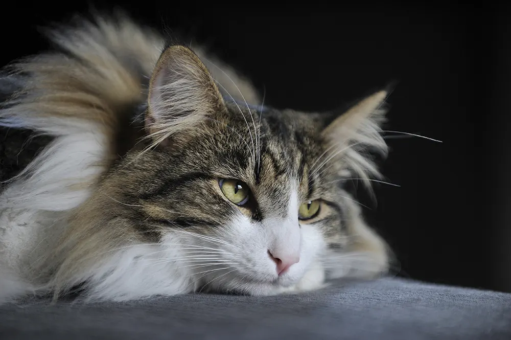 Getting To Know The Norwegian Forest Cat | Figo Pet Insurance