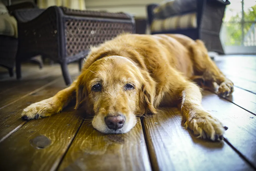 8 tips to calm your dog during a storm