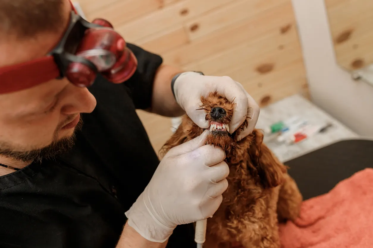 small dog getting dental cleaning from veterinarian