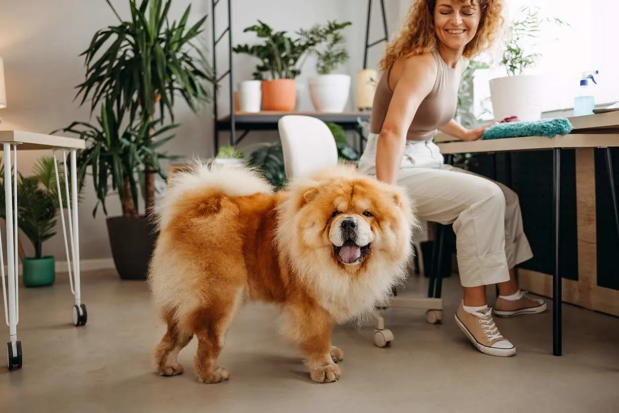 Fluffy dog in office with owner