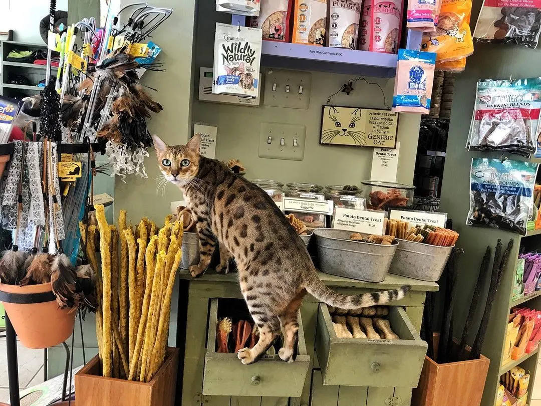 cat sitting on desk surrounded by treats