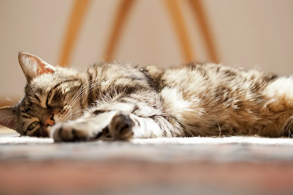Potential causes of your pets diminished appetite