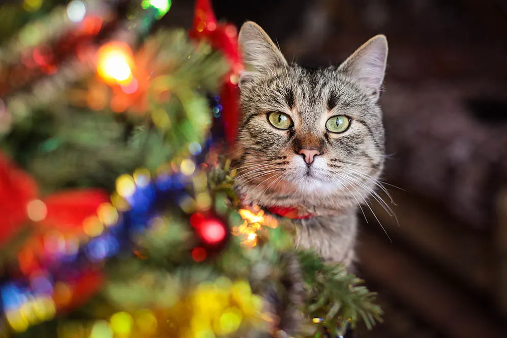 How do I keep my cat away from holiday decorations?