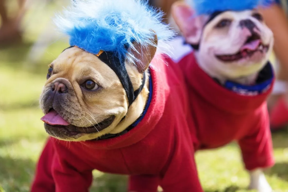 Two Frenchies dressed as Thing one and Thing two from Cat in the Hat
