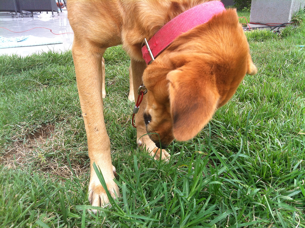 are cigarette butts bad for dogs