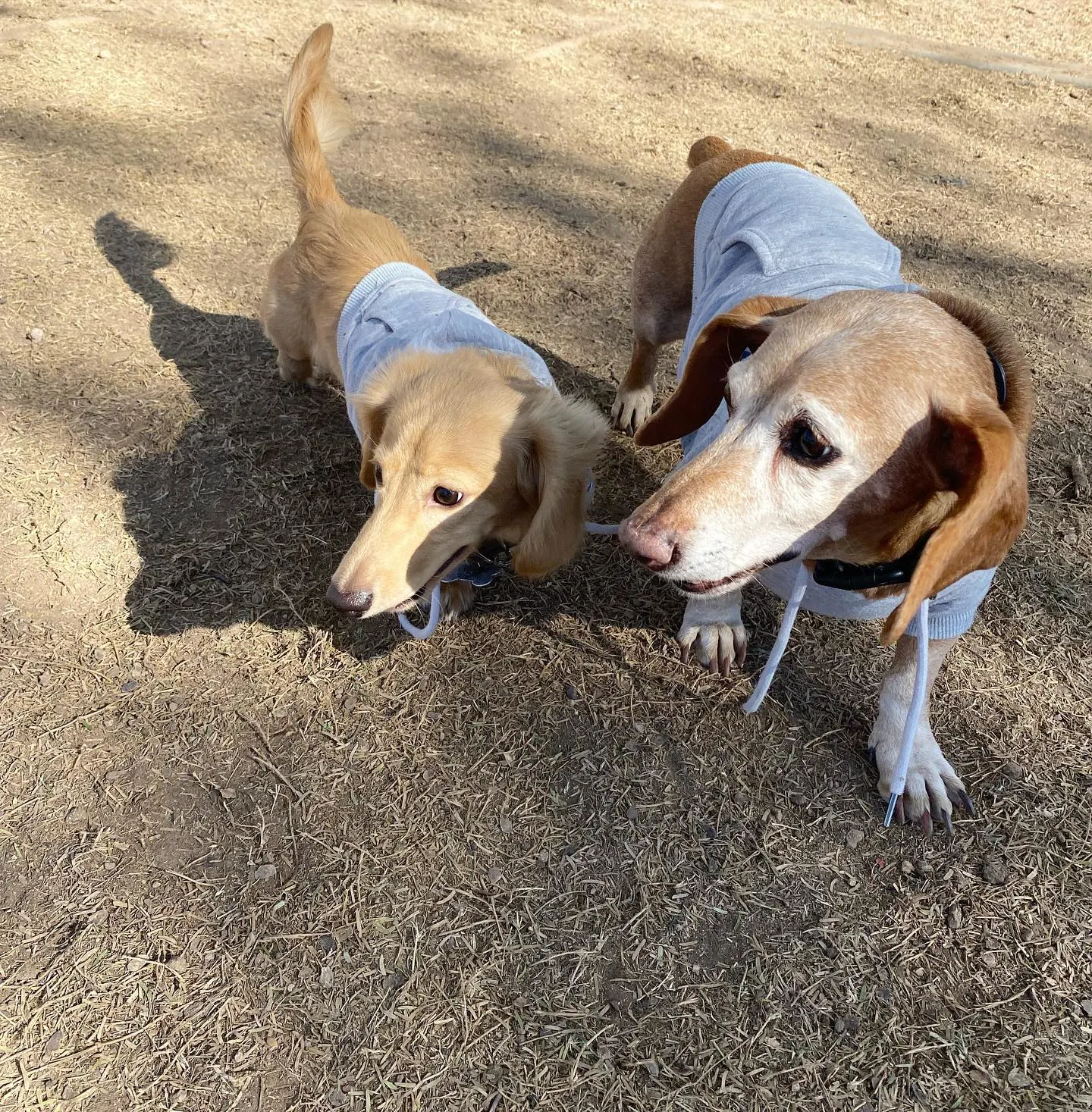 two small dogs in sweaters in dog park