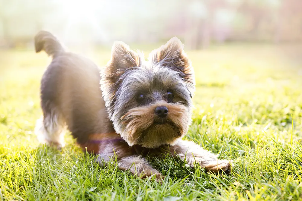 Pup in a playful stance