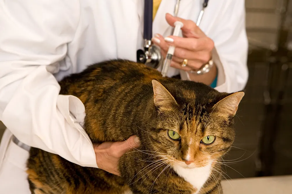 Monitor cat’s vaccination sites for lumps