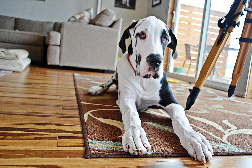 Tips for adopting a Great Dane
