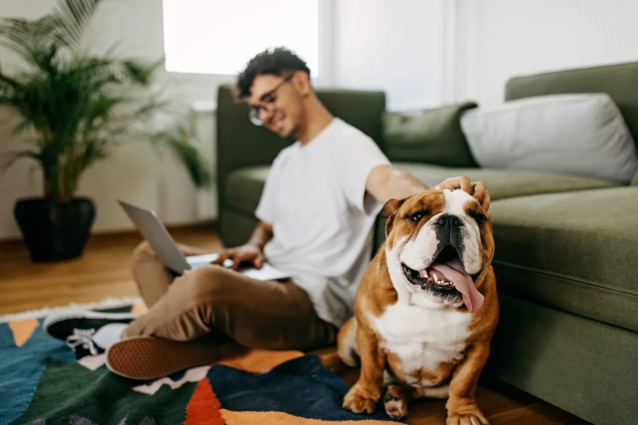 Dog dad and bulldog sitting in living room