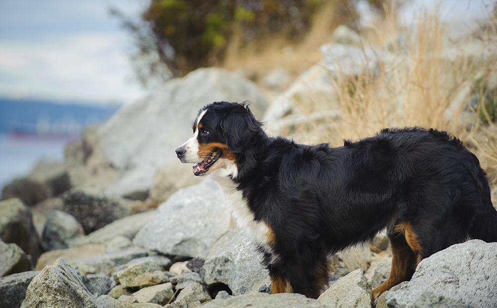 Dog Breed Profiles: Getting to know the Bernese Mountain Dog