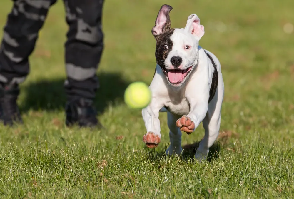 Keeping Your Pet in Shape for Spring