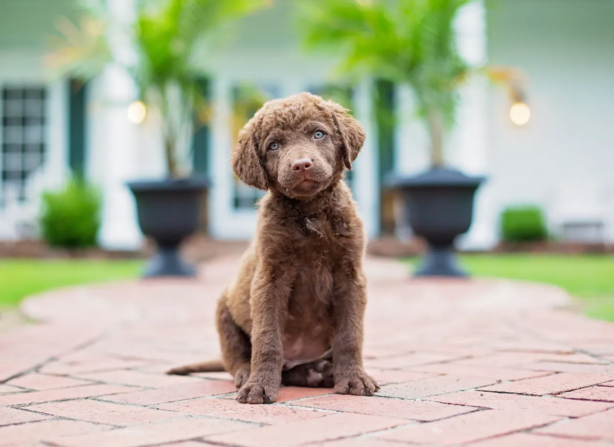 Chesapeake Bay Retriever puppy sitting in front of home