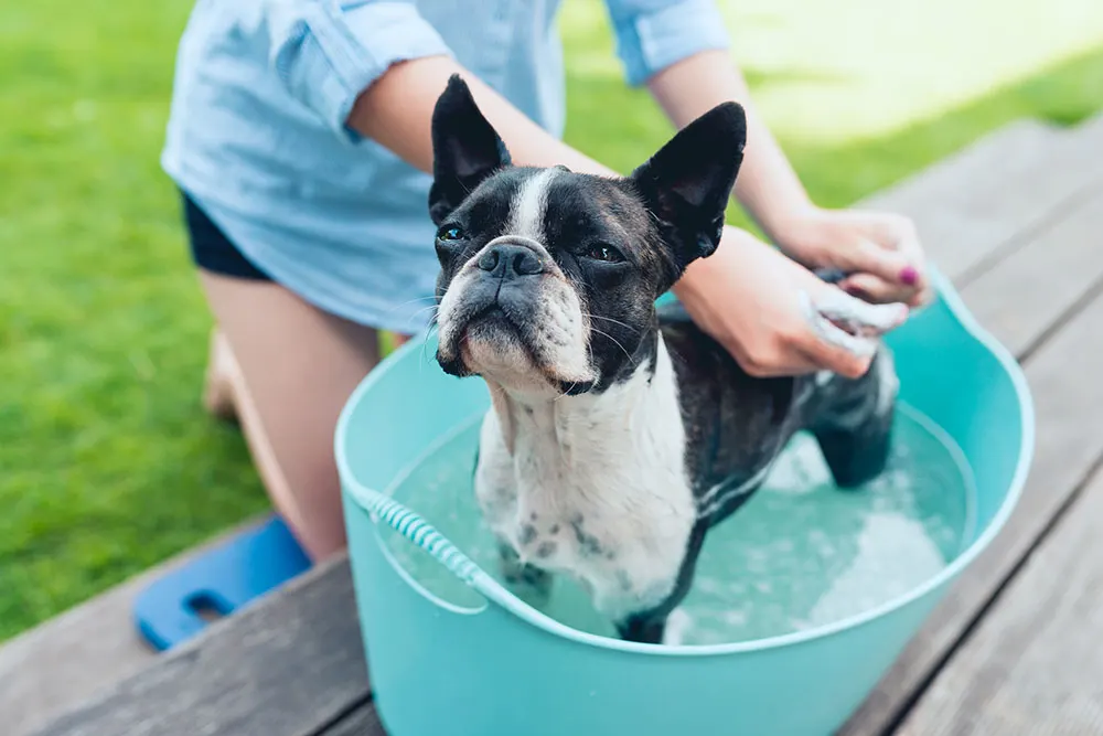 How do I give a dog a bath?