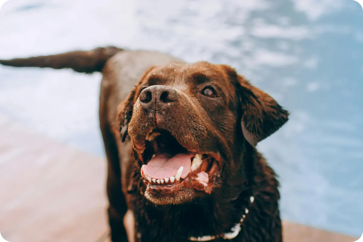 Chesapeake Bay Retriever Looking at Camera