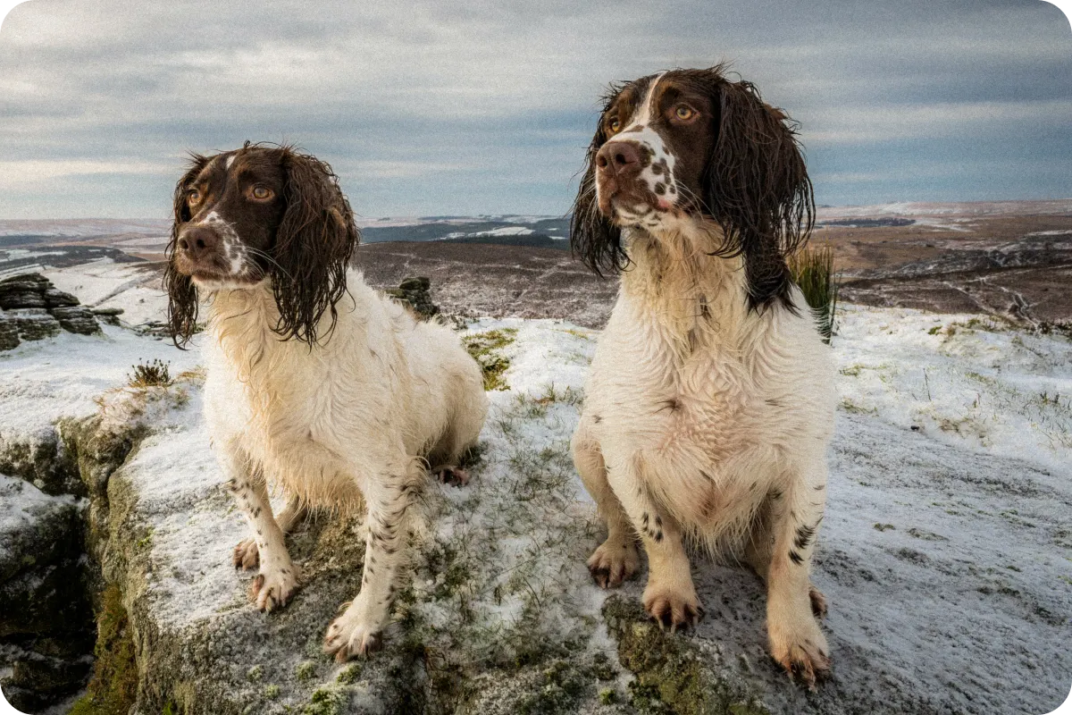 English springer spaniels standing next to each other in water