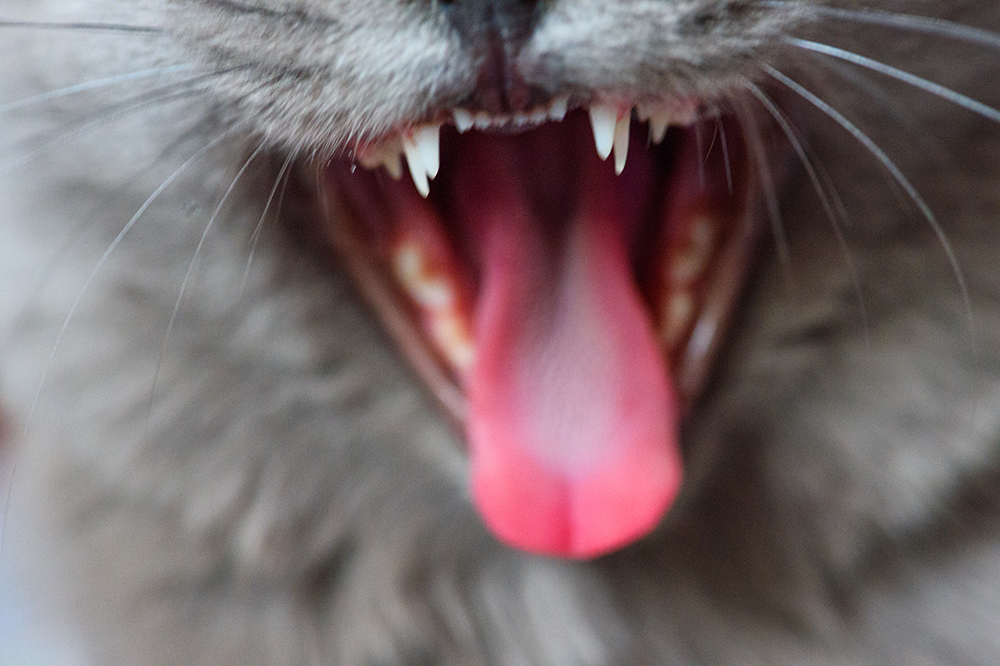 Watch for infected teeth in pets