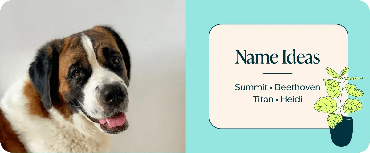 figo-breed-guide-Saint Bernard-names