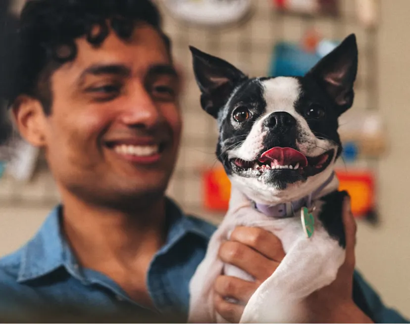 Rated Best Pet Insurance Plans Figo Pet Insurance