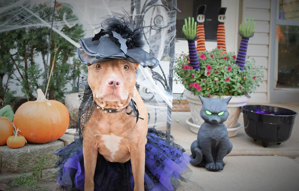 Halloween Pet Etiquette: Trick-or-Treating With Your Dog