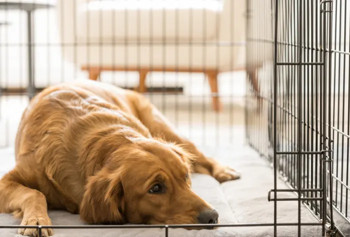 dog in crate