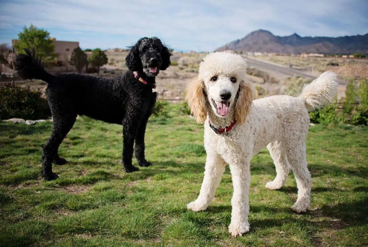 two poodles side by side