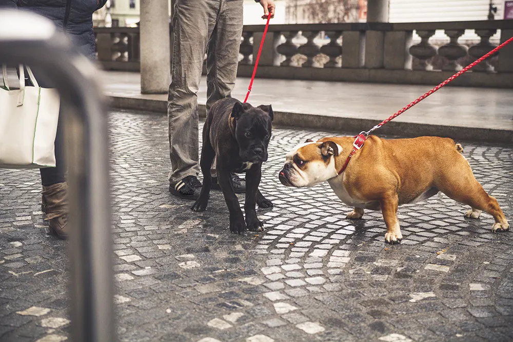 Dog-to-Dog interaction: How to introduce two dogs