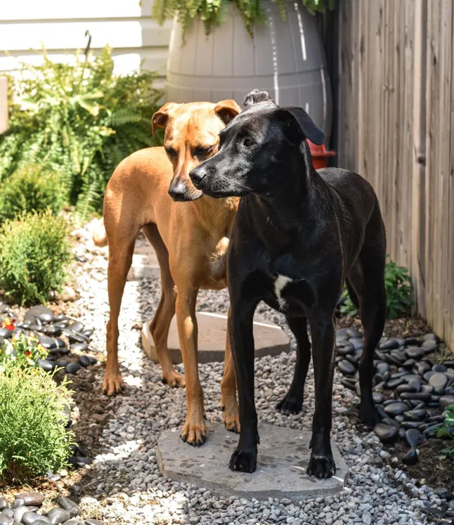 two dogs in sensory yard