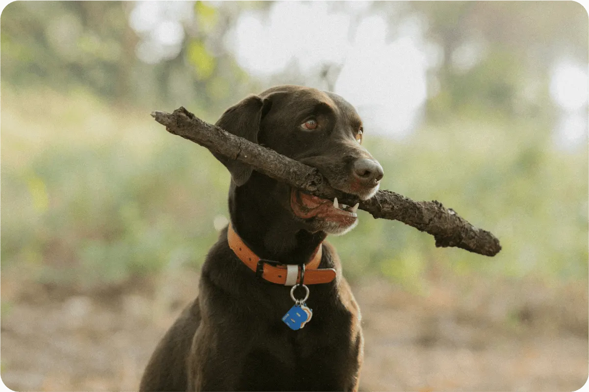 dog holds stick in mouth outside