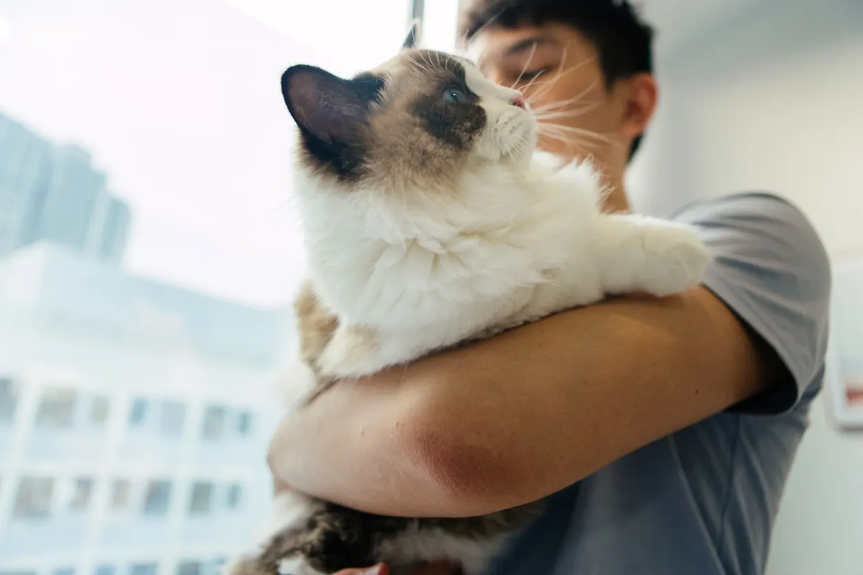 man hugging ragdoll cat