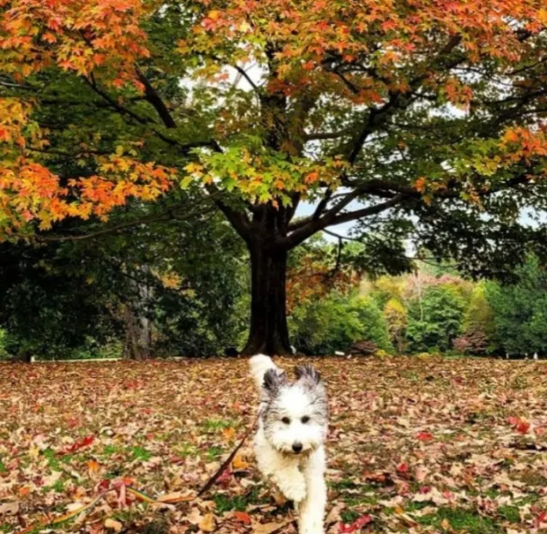 Prospect Park