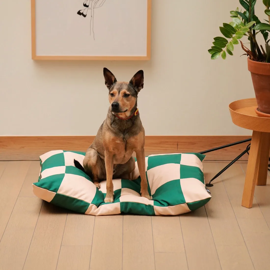 dog sits on large pet bed