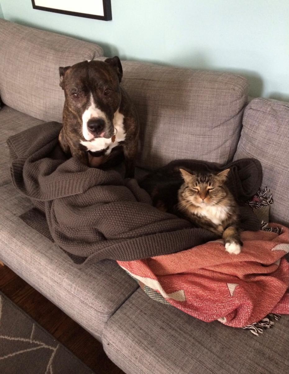 Pitbull and cat sitting on couch together