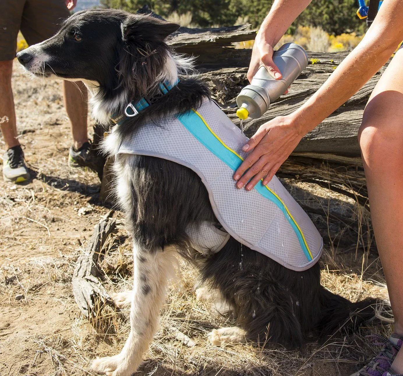 Dog in cooling jacket being sprayed down with water bottle on hike
