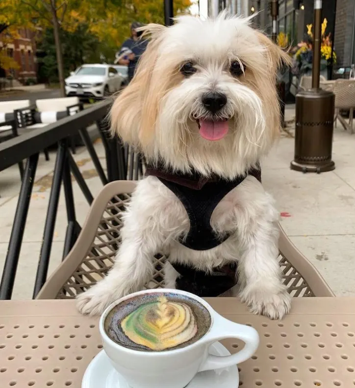 Dog sitting in front of latte on patio