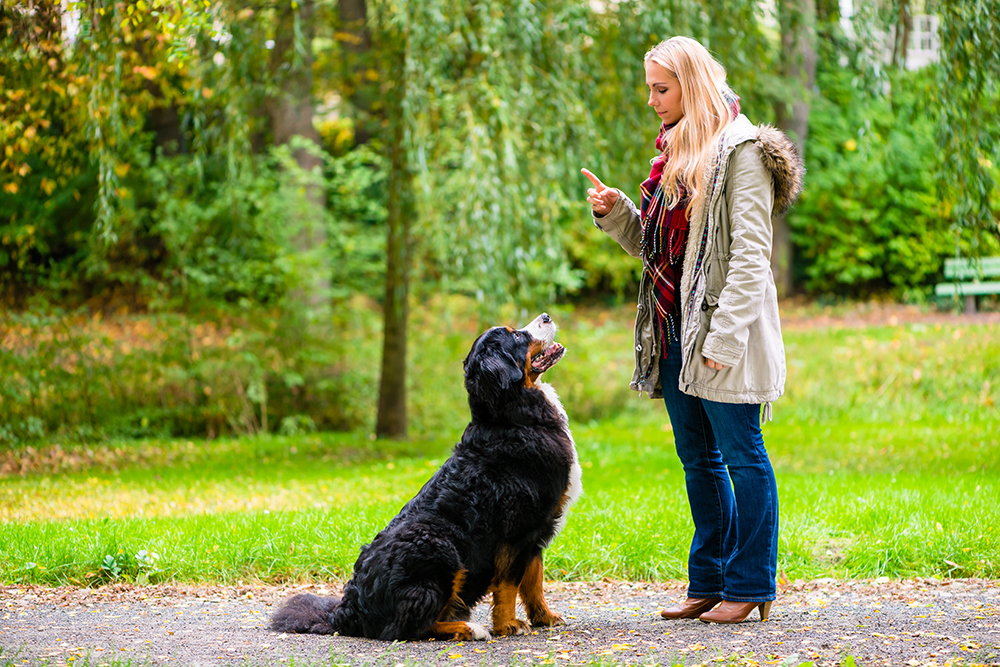 Figo: Introduction to clicker training for dogs