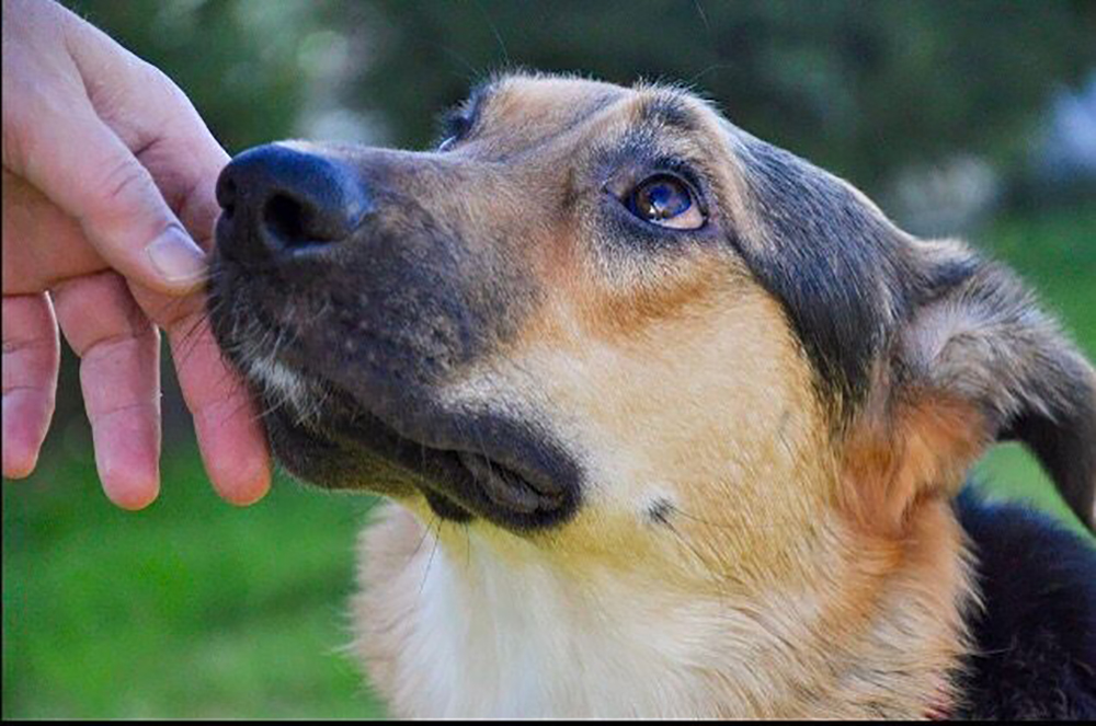 Why Does My Dog’s Fur Change Color?