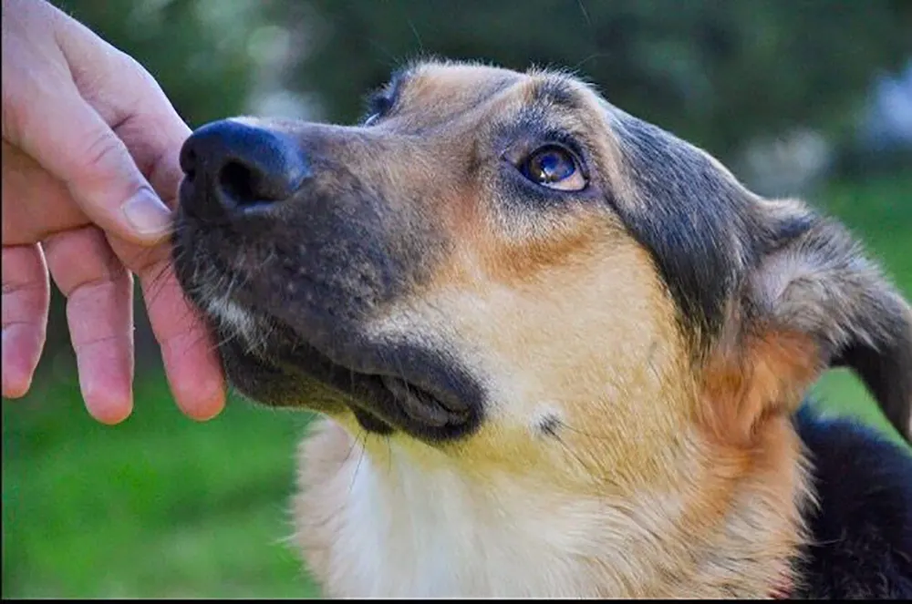 Why Does My Dog’s Fur Change Color?
