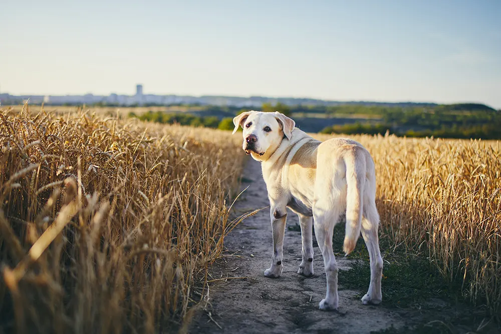 Canine bladder cancer causes