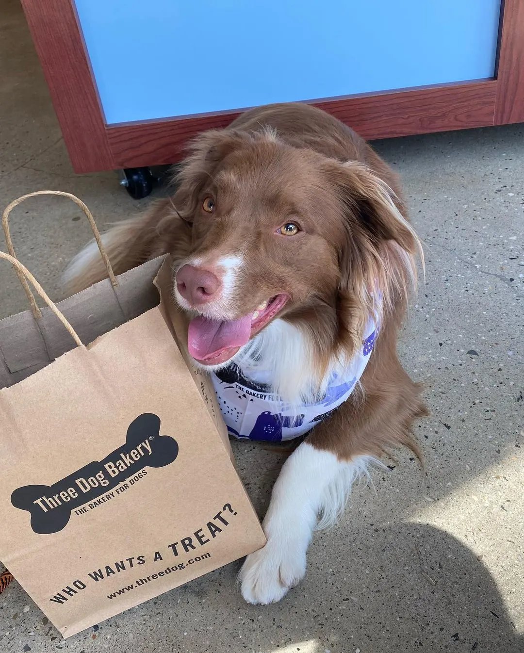 Dog laying down with bag of treats from three dog bakery in nashville