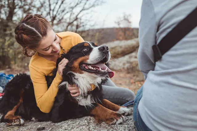 Bernese Mountain Dogs: The Good, the Bad, and the Ugly