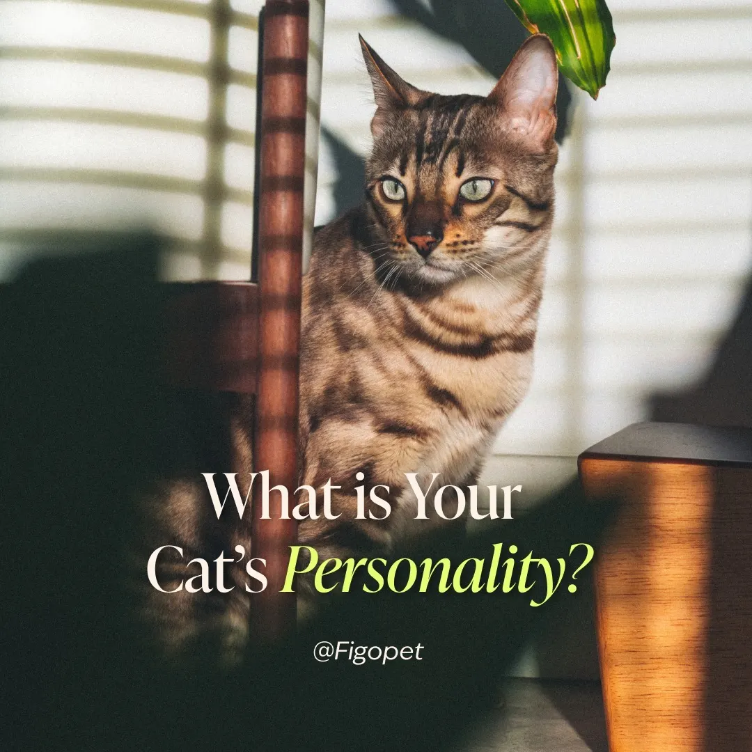 cat personality ig post