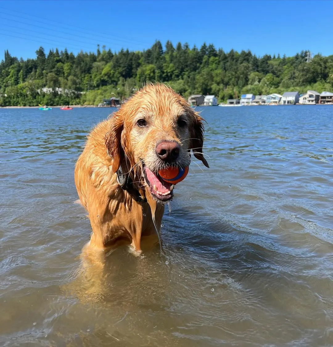 Golden Retriever walking in lake