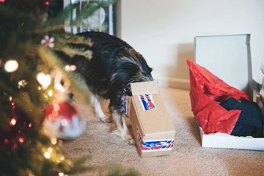 Look outside the box for the perfect pet gift