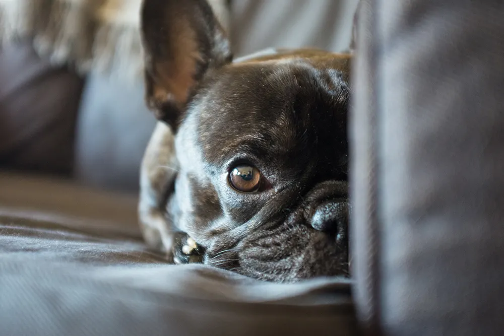 Diet, medicine and other support help old dog with dementia