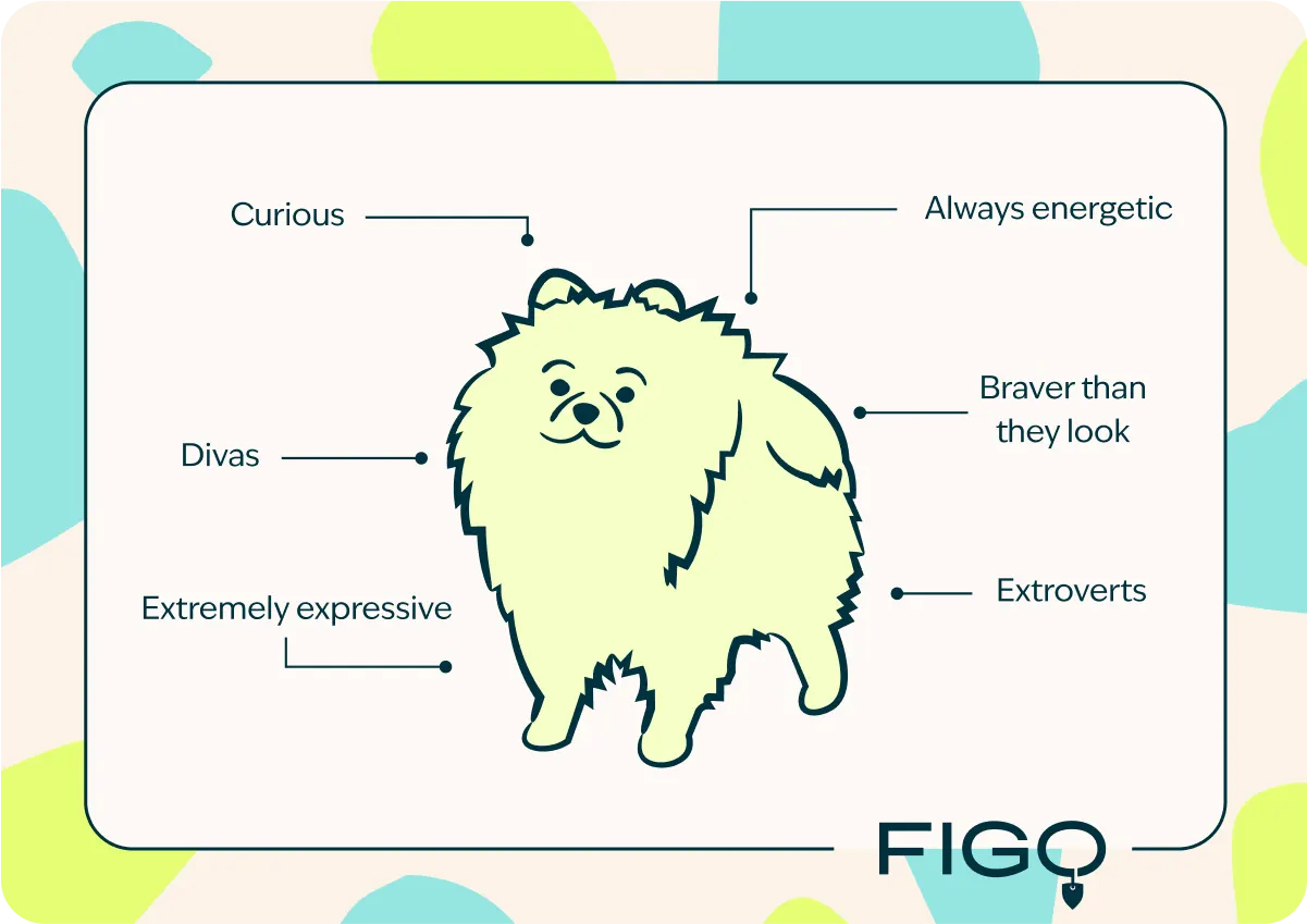 Pomeranian breed traits graphic