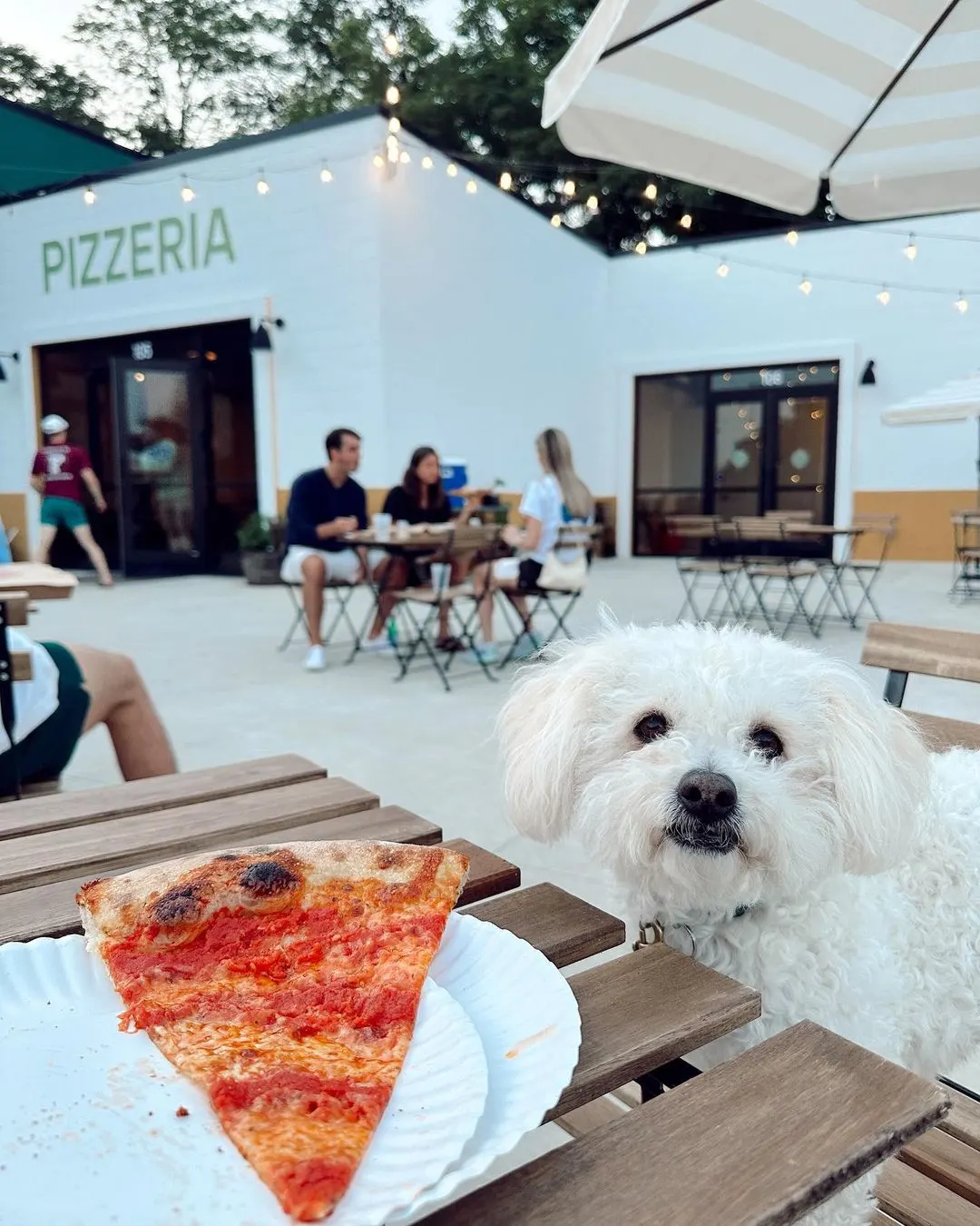 small white dog sitting on patio at pet-friendly pizza spot in nashville