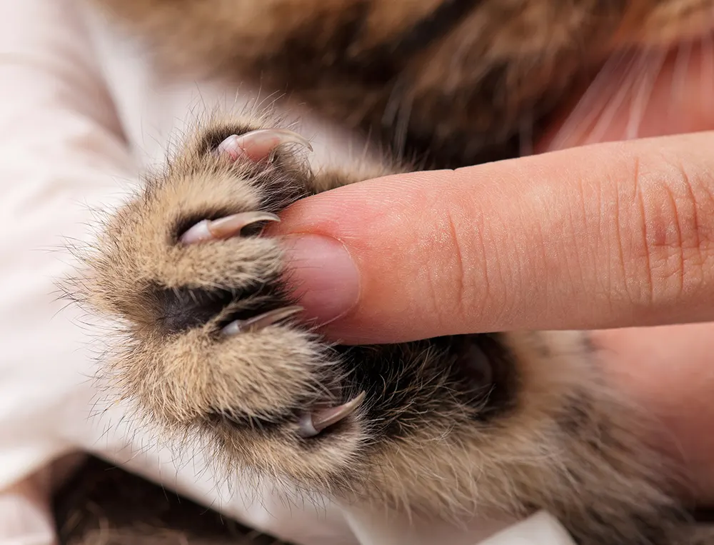 Cutting your cat’s claws