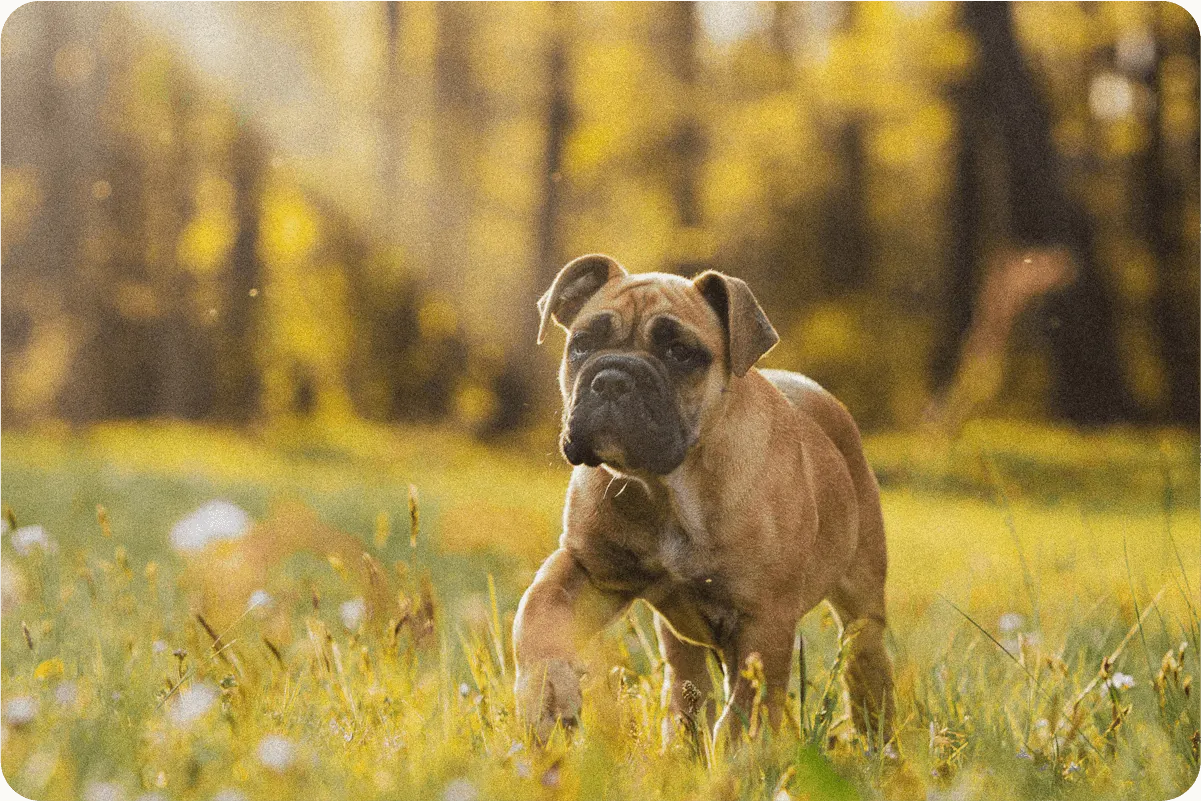 Boxer puppy standing in field